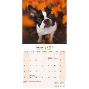 CALENDRIER 2026 - BOSTON TERRIER