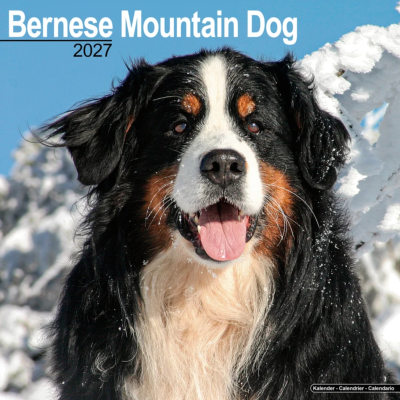 CALENDRIER 2027 - BOUVIER BERNOIS