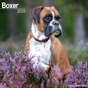 CALENDRIER 2026 - BOXER