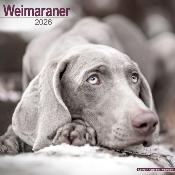 CALENDRIER 2026 - BRAQUE DE WEIMAR
