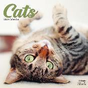 CALENDRIER 2026 - CHATS EUROPEENS toutes couleurs