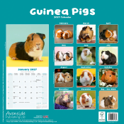 CALENDRIER 2027 - COBAYES - COCHON D'INDE