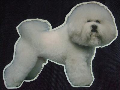 AUTOCOLLANT  Tête - BICHON FRISE