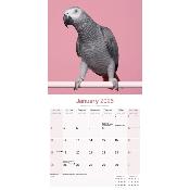 CALENDRIER 2026 - GRIS DU GABON