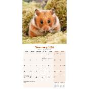CALENDRIER 2026 - HAMSTERS