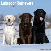 CALENDRIER 2026 -LABRADOR MIXED : sable, noir et chocolat