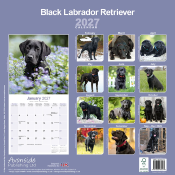 CALENDRIER 2027 - LABRADOR NOIR