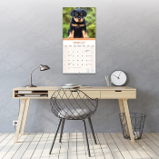 CALENDRIER 2027 - ROTTWEILER