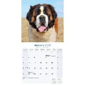 CALENDRIER 2026 - SAINT BERNARD