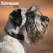 CALENDRIER 2026 - SCHNAUZER