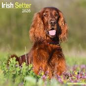 CALENDRIER 2026 - SETTER IRLANDAIS