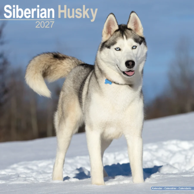CALENDRIER 2027 - HUSKY  SIBERIEN