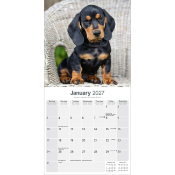 CALENDRIER 2027 - TECKEL POIL COURT