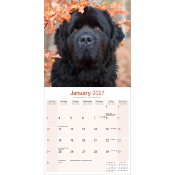 CALENDRIER 2027 - TERRE NEUVE