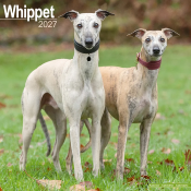CALENDRIER 2027 - WHIPPET