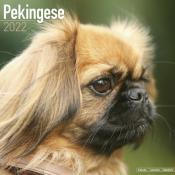 CALENDRIER 2022 - PEKINOIS